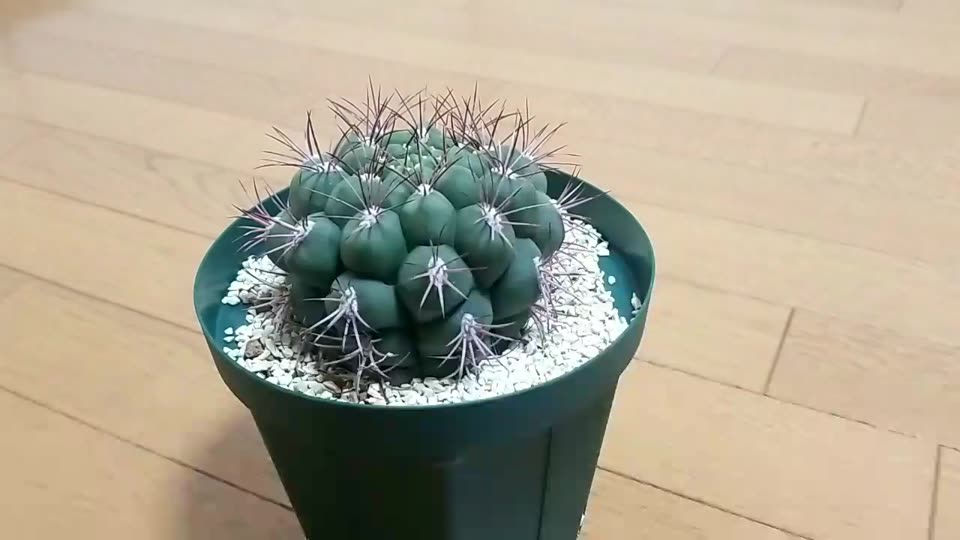 時代は３次元 スマホのアプリでサボテンを立体的に撮影しよう スーパーサボテンタイム